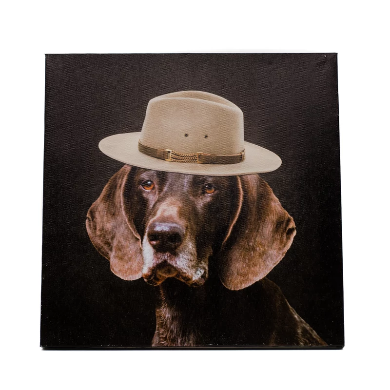 Német vizsla portré divatos kalapban
