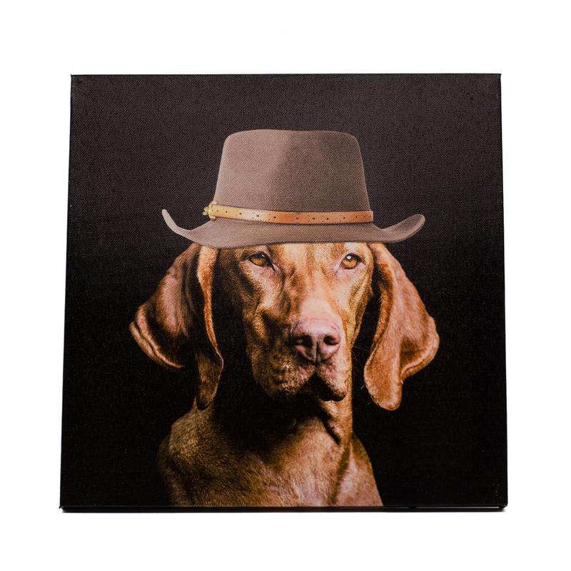 Magyar vizsla portré divatos kalapban